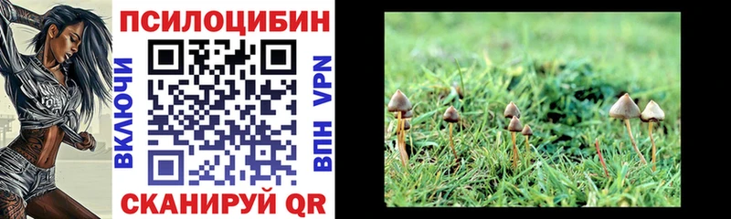 Галлюциногенные грибы Psilocybe  Афипский 